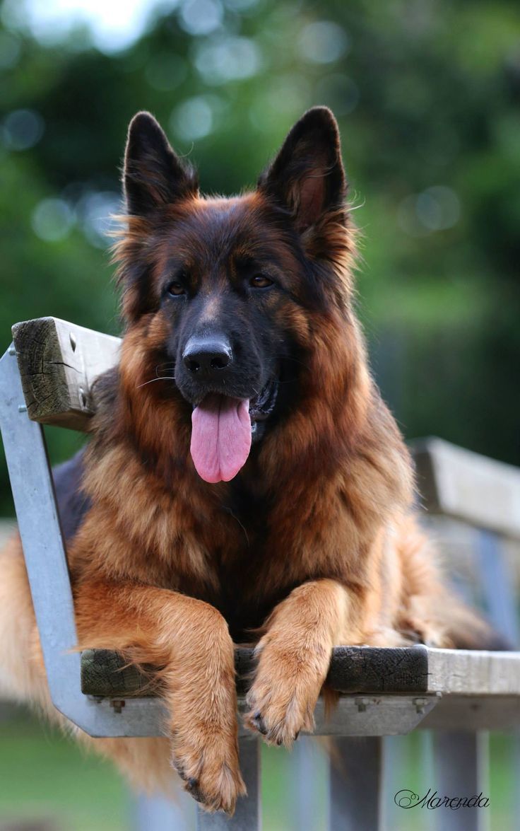 German Shepherd tweet media