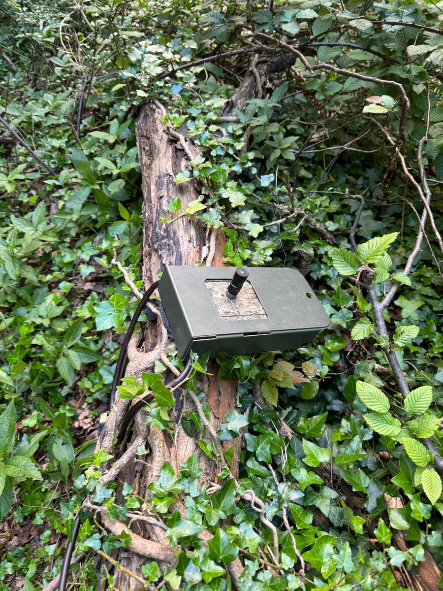 OaksSave's tweet photo. Installing our bat detector on Leather Lane so we can monitor bat activity and compare to previous years' data. https://t.co/ltn3SNWPaU