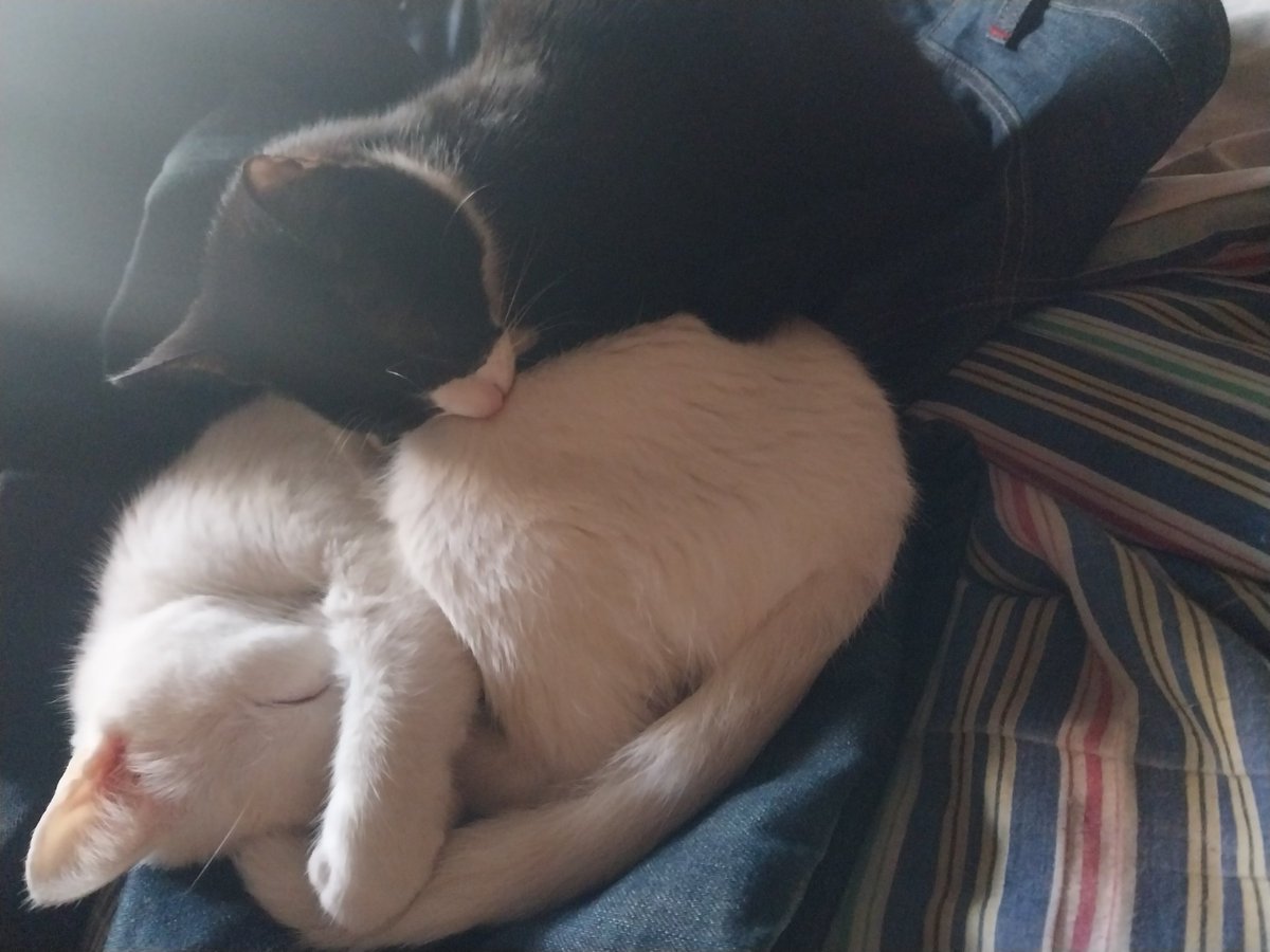 q gatos tan pelotudos