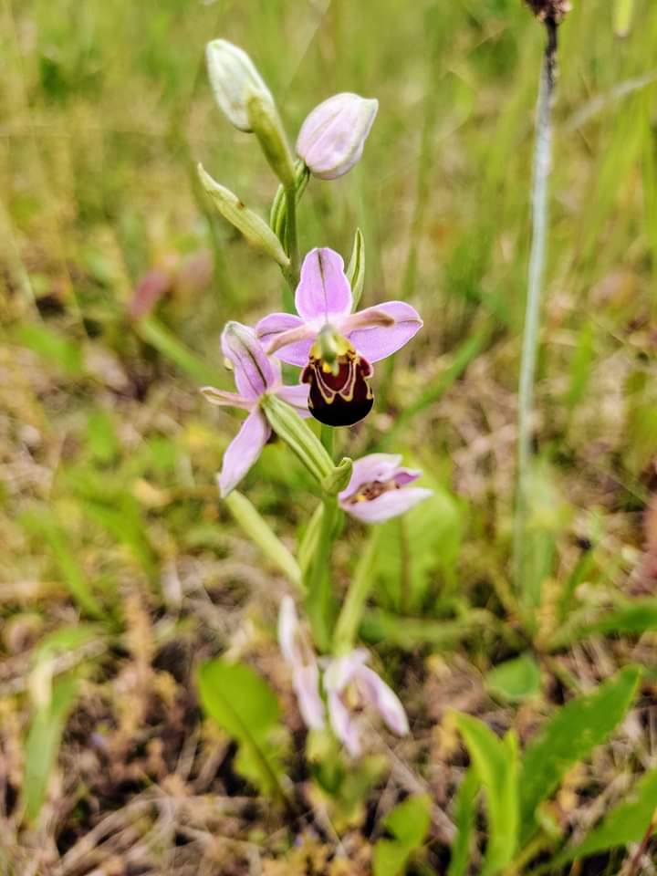 Pemberton Green Spaces tweet media