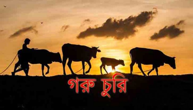 কালিয়াকৈরে গরু চুরি আতংক বেড়েছে, রাত জেগে কৃষকের গোয়াল ঘর পাহারা