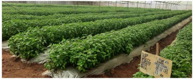 Wangechi409's tweet photo. MTP IV aims to increase irrigated production in terms of volumes and value. #MTPIVRollout #Agriculturalgrowth @Planning_Ke https://t.co/JaznXLNe9P
