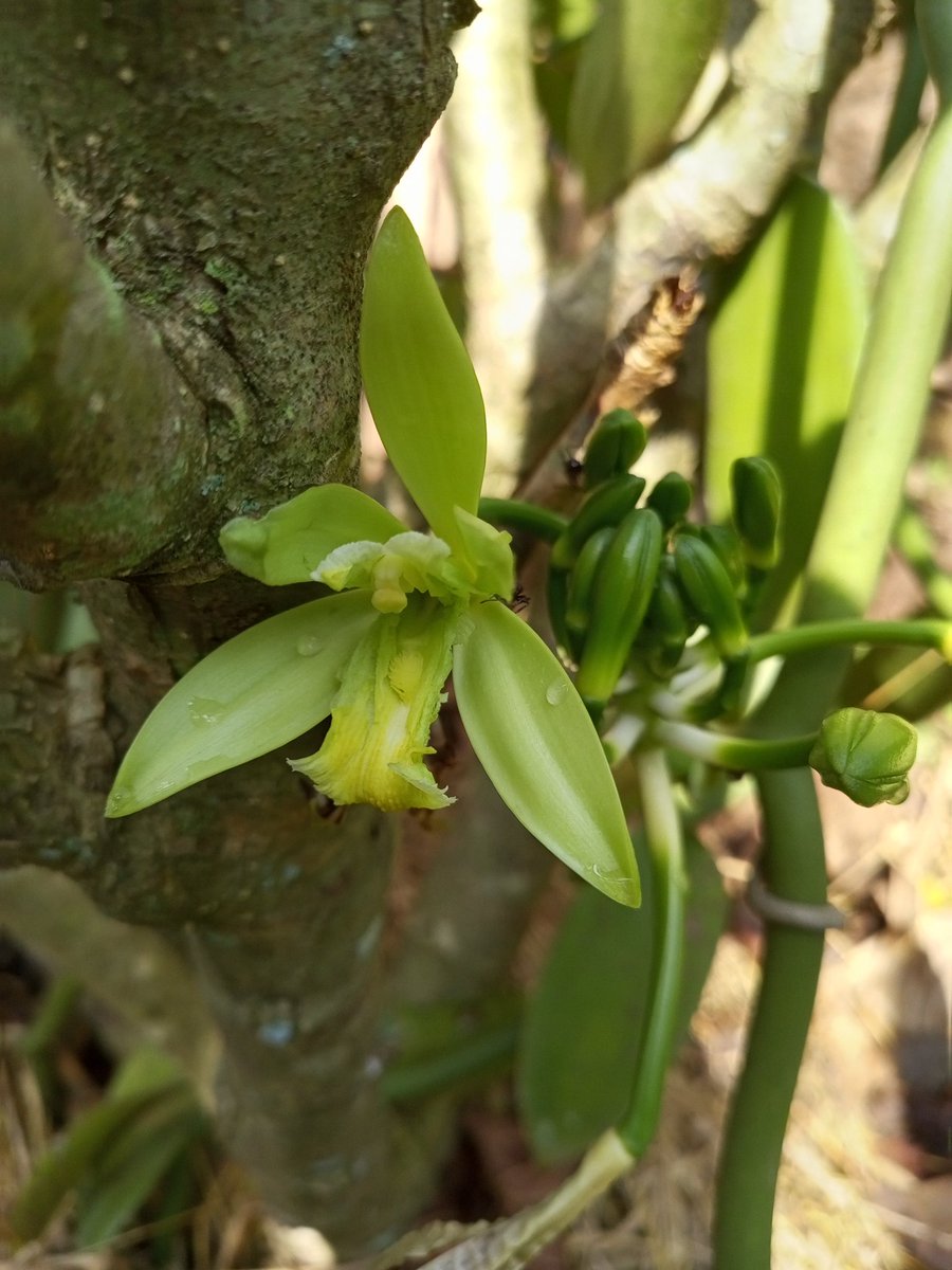 As anticipated, this season's vanilla flowering is 50% down on this time last year, presumably due to the unusual cloudy weather we had in January, meaning the vanilla didn't get the period of dormancy it needs to encourage flowering. 😕
#organic #vanilla #Uganda