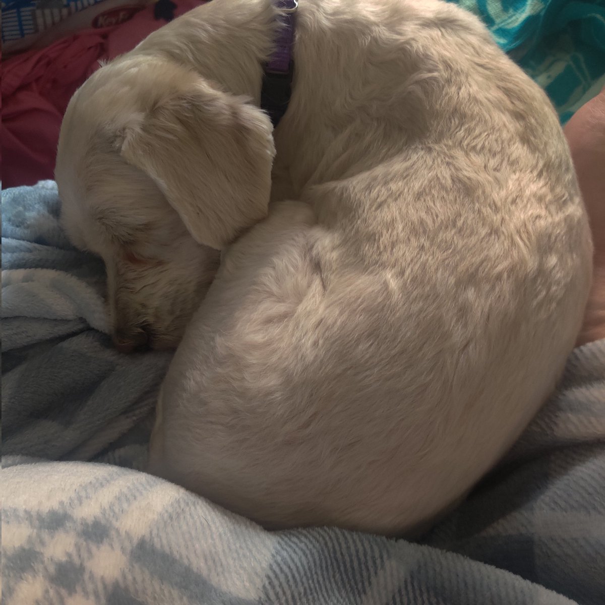 Inkonic1's tweet photo. So ugh...I adopted a dog from a shelter today. She's a nervous wreck but I can tell she is trusting me. https://t.co/yWmwM96mvS