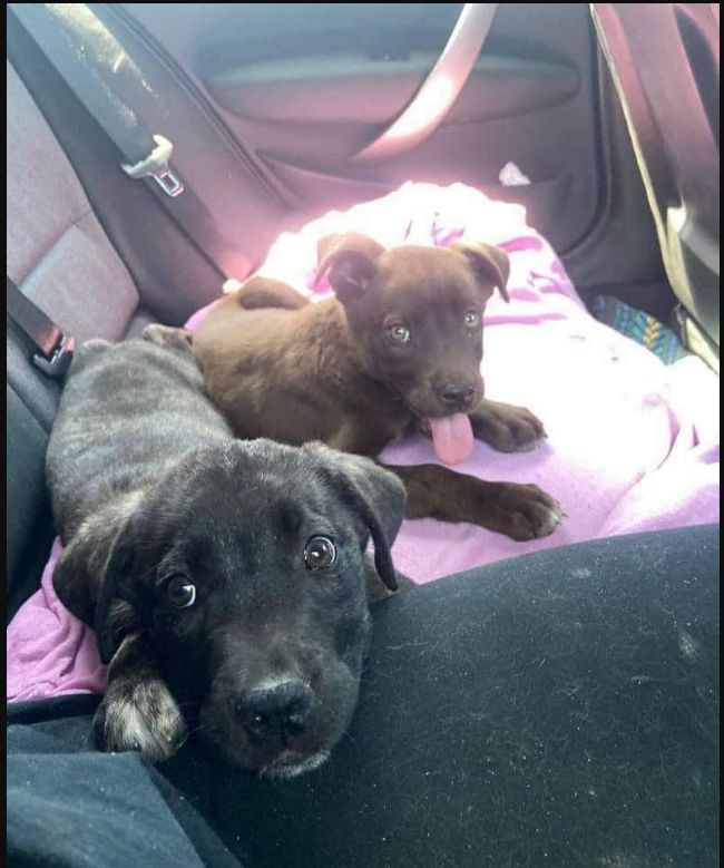 Tweets of Dogs tweet media