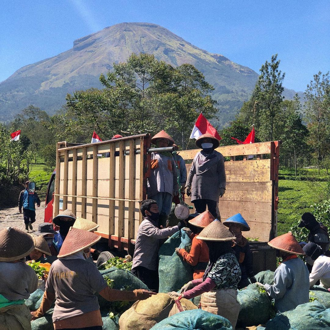 haveltea's tweet photo. Fun Fact: Teh Tertua di Dunia 🏺

Jadi, teh itu minuman tertua kedua setelah air! Ditemukan lebih dari 5000 tahun lalu di China, dan sejak itu, minuman ini udah nemenin manusia lewat berbagai zaman dan peradaban. (https://t.co/aKnemVH4ov) 

Pendapat kalian apa nih?

#Haveltea https://t.co/6VONejv2jj