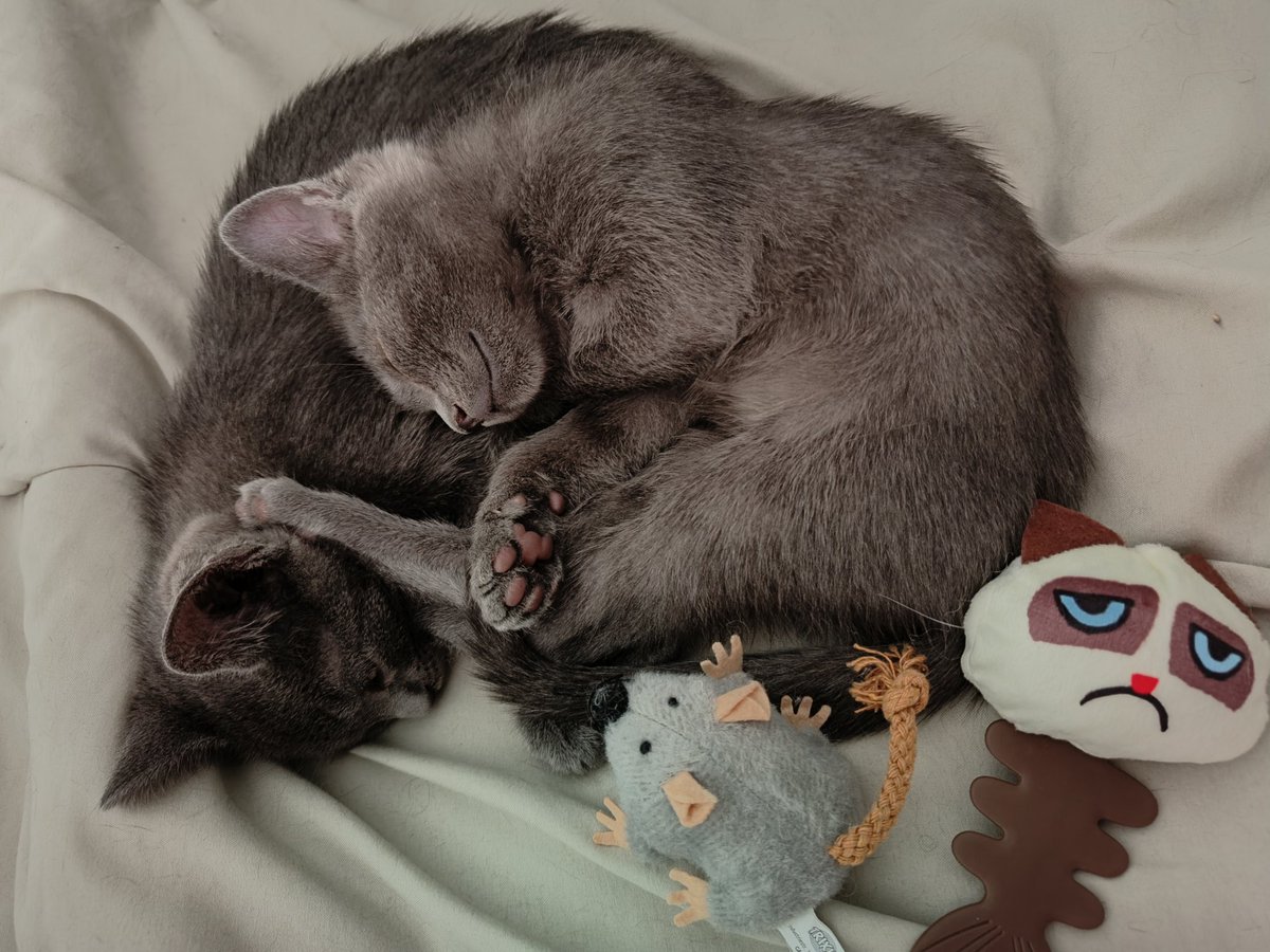 sigroneta's tweet photo. Hilo de apreciación a mis michis. Al final se llaman Halsin y Astarion.
Halsin es más atrevido, va por delante investigándolo todo y Astarion se queda rezagado y observando. 🥰 https://t.co/GC3Efgoj0a
