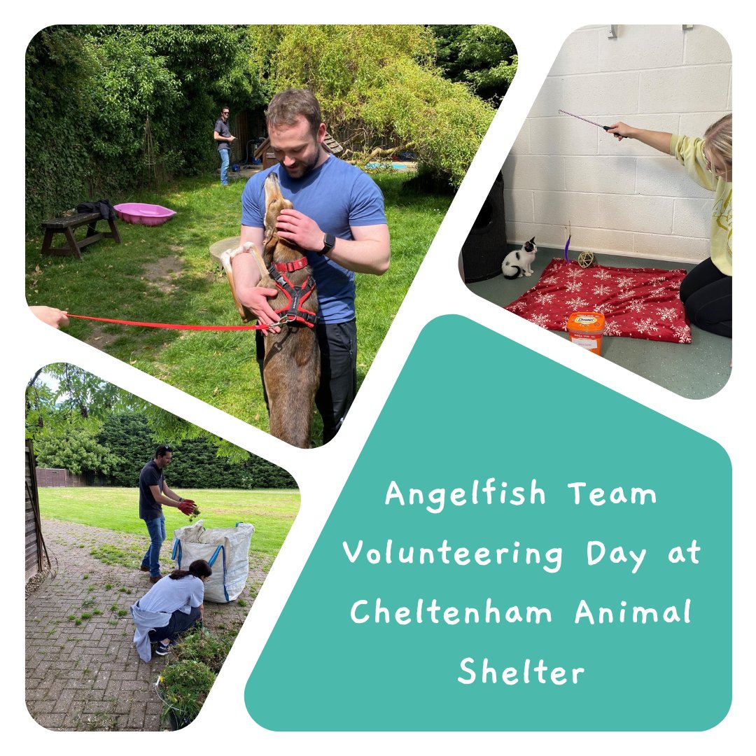 thisisangelfish's tweet photo. Last week, some of the team paid a visit to Cheltenham Animal Shelter to find out about some of the amazing work they do, meet some furry friends, and get our hands dirty with some gardening and clean-up! 🐾✨

#AnimalShelter #MakingADifference https://t.co/EF8iJAfZhz