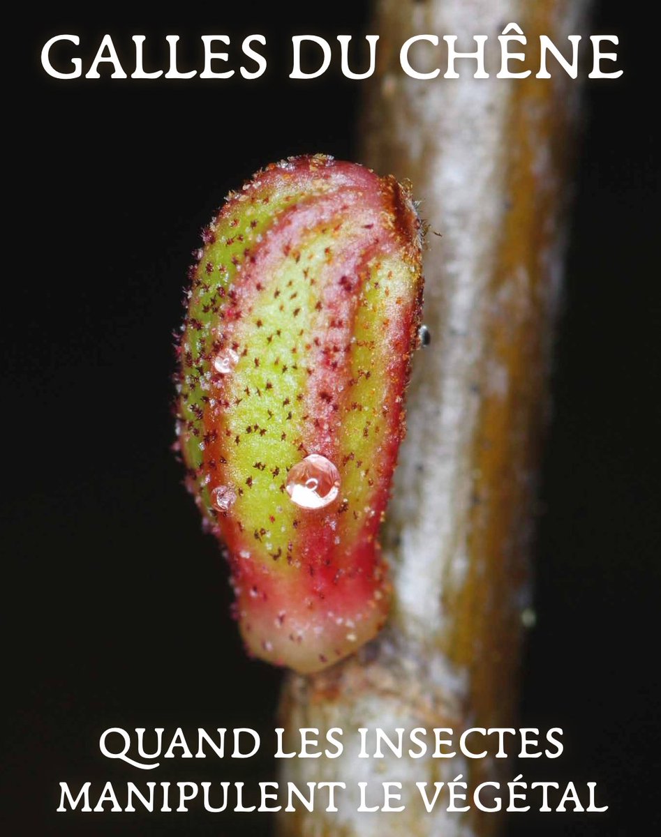AntoineGuiguet's tweet image. Ne manquez pas le dernier numéro du magazine @Especes_revue actuellement en kiosque ! 🐜🌳

J'ai eu le plaisir d'y contribuer avec un article sur les galles du chêne, dans lequel je fais le point sur certaines découvertes récentes sur ces insectes. #galles #gall