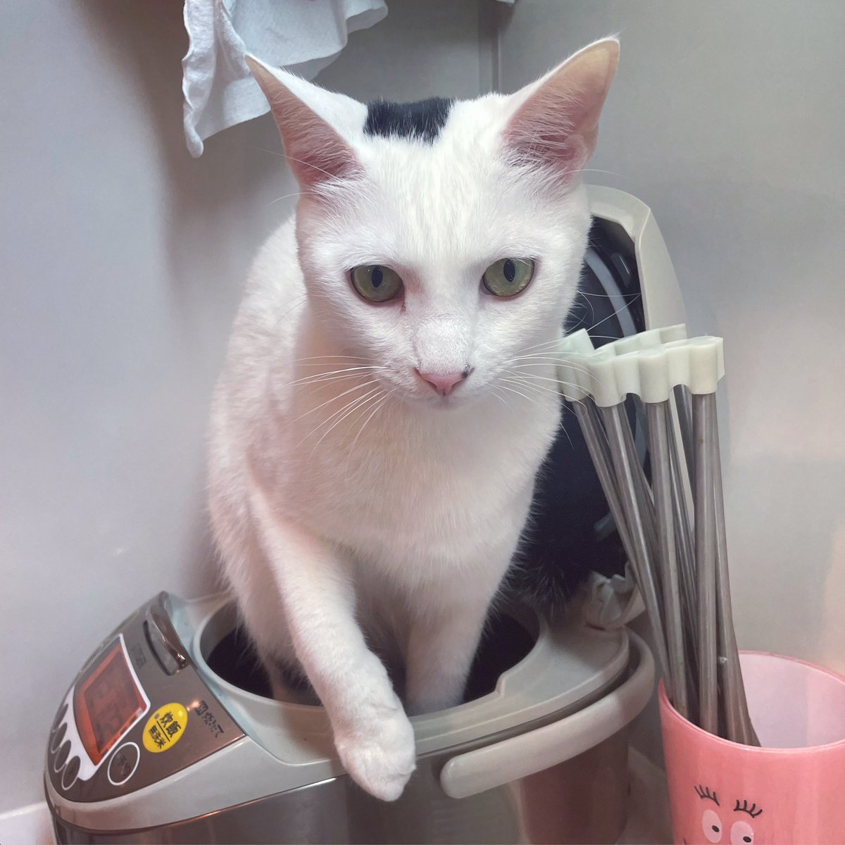 et_kogin's tweet photo. こんにちは〜
炊きたてのおにぎり丸です〜
#ねこ #保護猫 https://t.co/NJAl9W79Bu