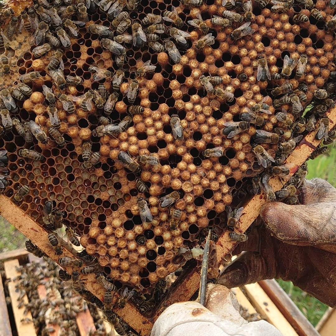 The beehives on the rooftopfarm are opened and checked for 'caps', queens in the making, so that the beecolonies do not swarm too much. Bee larvae can sometimes be seen in the combs, as well as the full chambers. Soon we will be able to snack on 'our own' rooftophoney again 🐝.