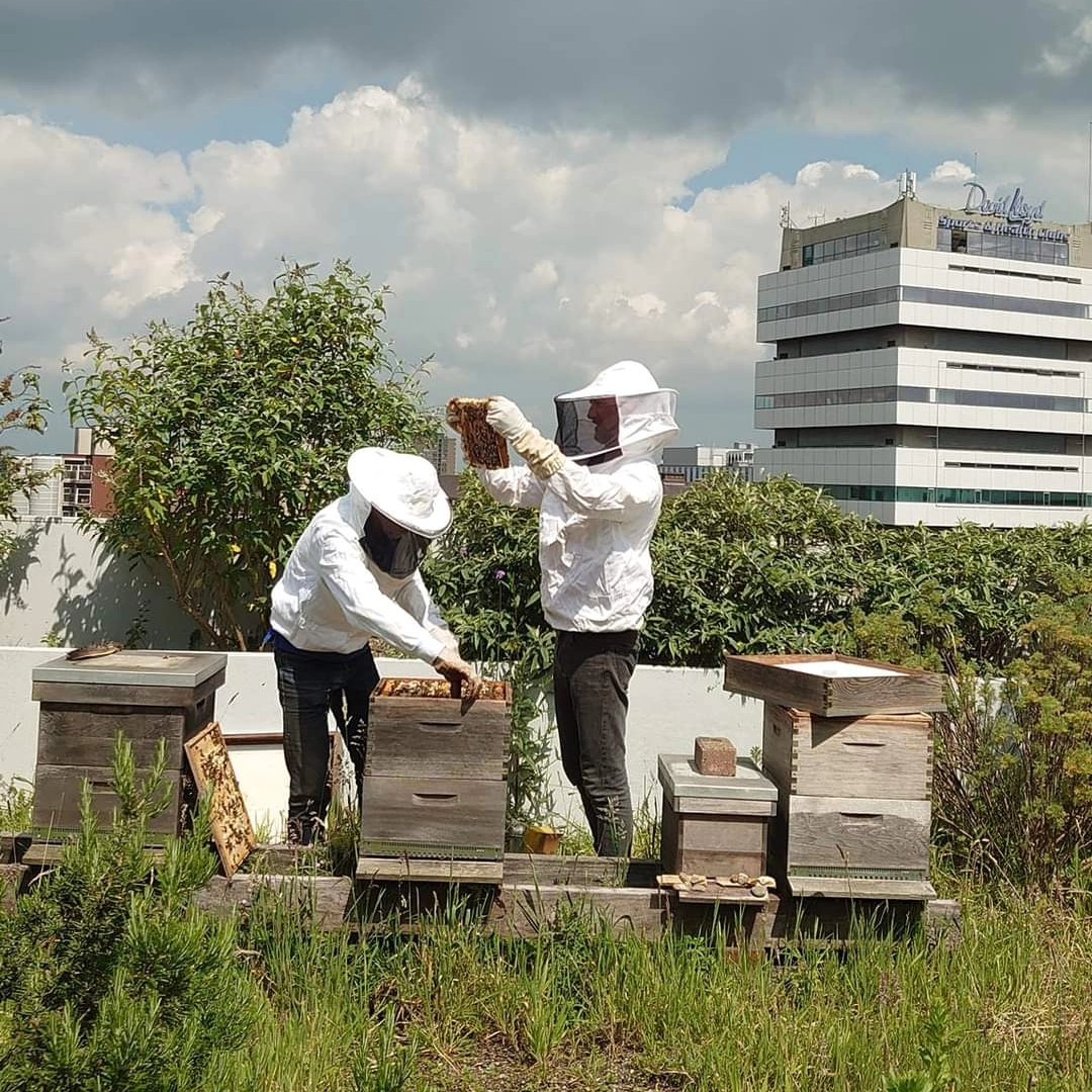 d_akkers's tweet image. The beehives on the rooftopfarm are opened and checked for 'caps', queens in the making, so that the beecolonies do not swarm too much. Bee larvae can sometimes be seen in the combs, as well as the full chambers. Soon we will be able to snack on 'our own' rooftophoney again 🐝.