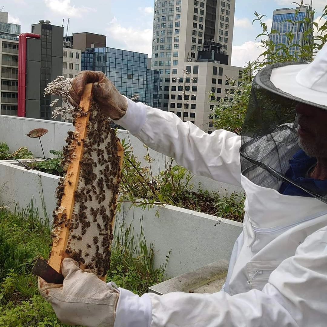d_akkers's tweet image. The beehives on the rooftopfarm are opened and checked for 'caps', queens in the making, so that the beecolonies do not swarm too much. Bee larvae can sometimes be seen in the combs, as well as the full chambers. Soon we will be able to snack on 'our own' rooftophoney again 🐝.