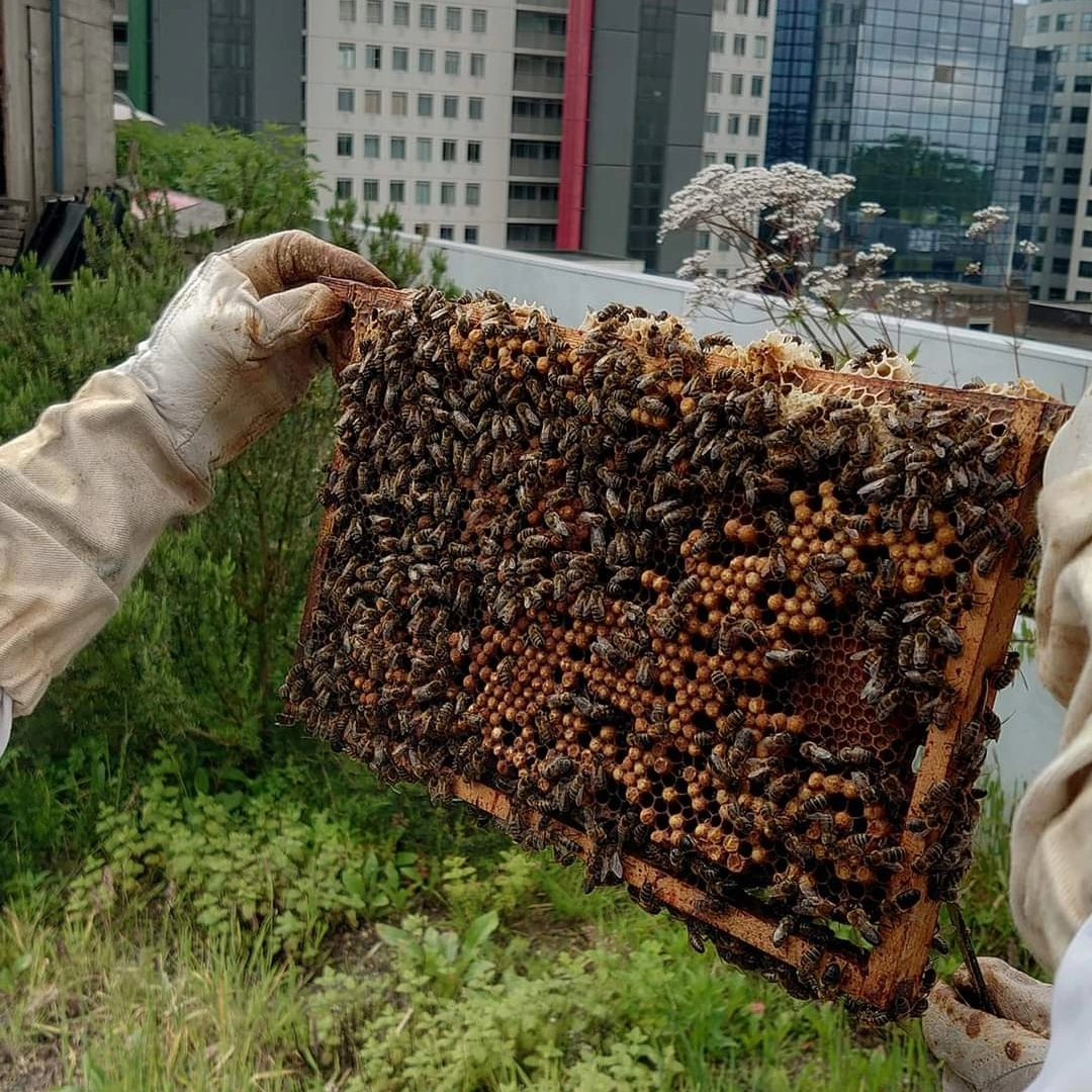 d_akkers's tweet image. The beehives on the rooftopfarm are opened and checked for 'caps', queens in the making, so that the beecolonies do not swarm too much. Bee larvae can sometimes be seen in the combs, as well as the full chambers. Soon we will be able to snack on 'our own' rooftophoney again 🐝.