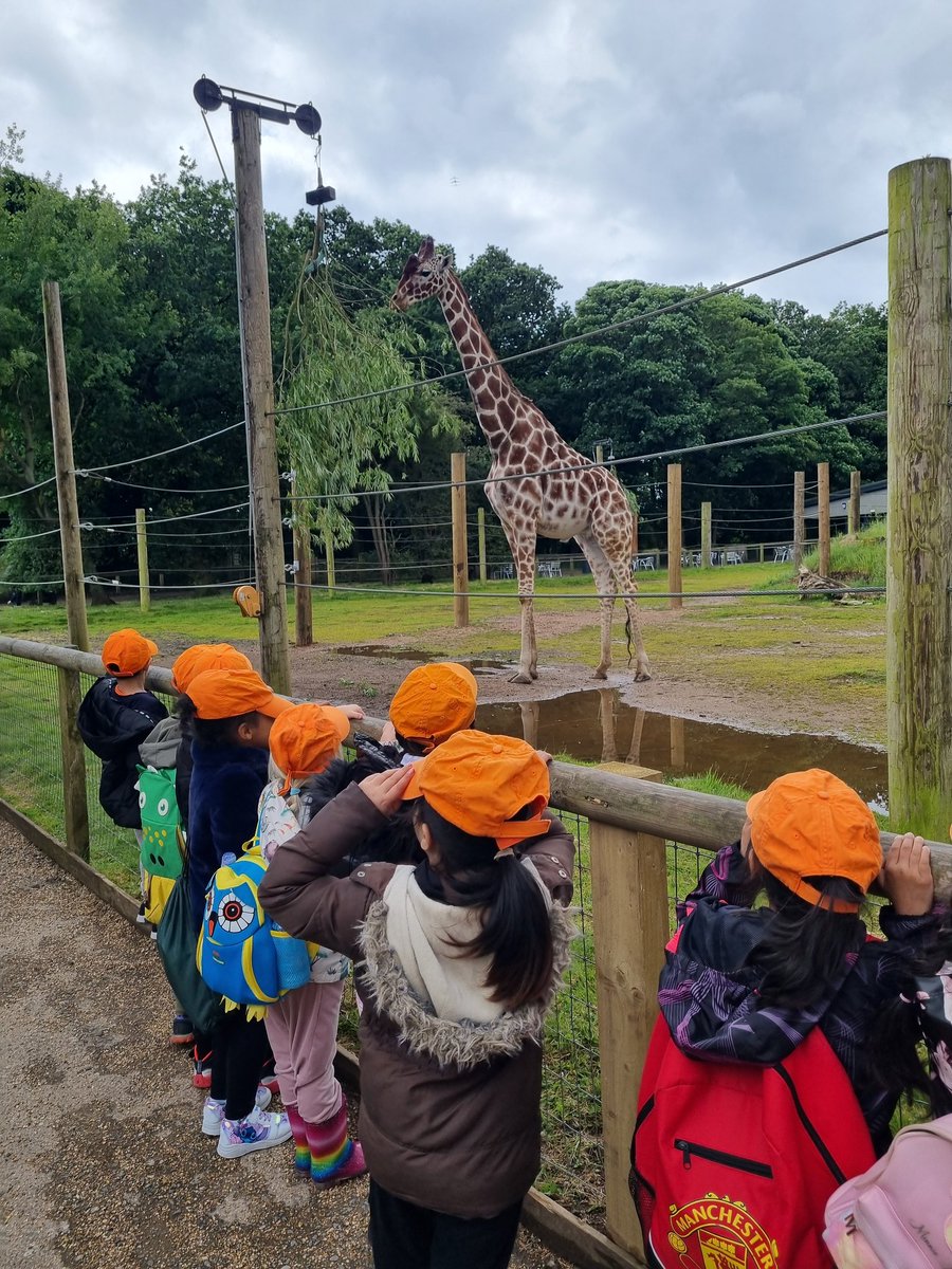 stanneskly's tweet photo. We have arrived and already seen the lions playing and the giraffe having an early lunch. #livelifetothefull https://t.co/nzWYI8Jcxf
