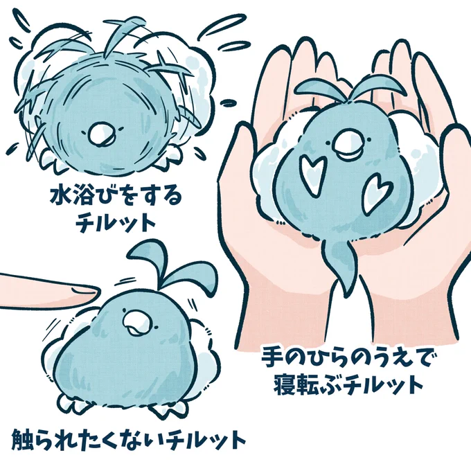 ちいさいチルットさん 