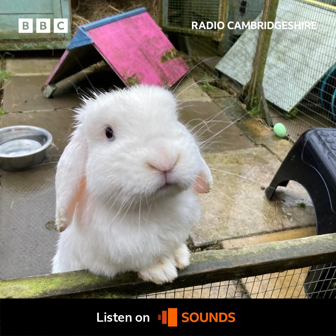 The Rabbit Residence Rescue, near Royston, has found a new home, but needs £120,000 to make it happen.
 
Hear more from rescue manager Lea Facey at 👉🎧  bbc.in/3VAImWL
