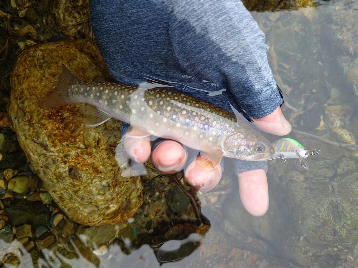 satsuki780309's tweet photo. 途中までちびイワナしか釣れなかったけど、最後の最後で尺ヤマメ🐟

上流に見切りつけて下って良かった😂😂😂

釣ったら口からカジカ飛び出してた
やっぱ食ってんだね https://t.co/Uy60TKuv4d