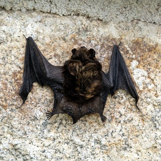 #OnThisDay 20 June 2005, the oldest known mammal a 41 year old wild bat was reported. How would you categorise a bat? #Primary #students learn about animal types here: tinyurl.com/bkfr4as3 #STEMeducation #teachers #HomeEducator