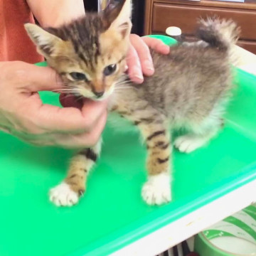 kyushu_foster's tweet photo. くるくる尻尾のキジトラくん
熊本県 ♂ 生後1ヶ月 のネコちゃんです。
 #猫 #ネコ #里親 #里親募集 #熊本県 #拡散希望 
詳細：https://t.co/hAvY9yBZcj
写真： https://t.co/C365CeFlIV