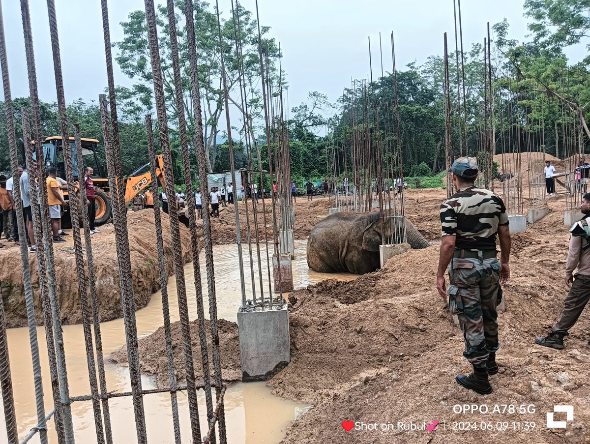 assamforest's tweet photo. Commendable job by Kamrup East Forest Divn, Guwahati Wildlife Division &amp; Assam State Zoo👏🏽

In a 3-hr operation, a male elephant stuck in a muddy construction site inside Army Cantonment at Narangi, Guwahati was rescued with the help of Army yesterday.
@CMOfficeAssam @cmpatowary https://t.co/7Yw7VgBXwf