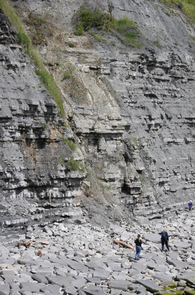 TetZoo's tweet image. MORE photos from the weekend at #LymeRegis for the #FossilFestival. I took 100s, here are a bunch showing East Beach...