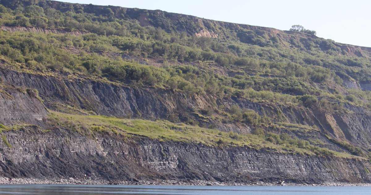 TetZoo's tweet image. MORE photos from the weekend at #LymeRegis for the #FossilFestival. I took 100s, here are a bunch showing East Beach...