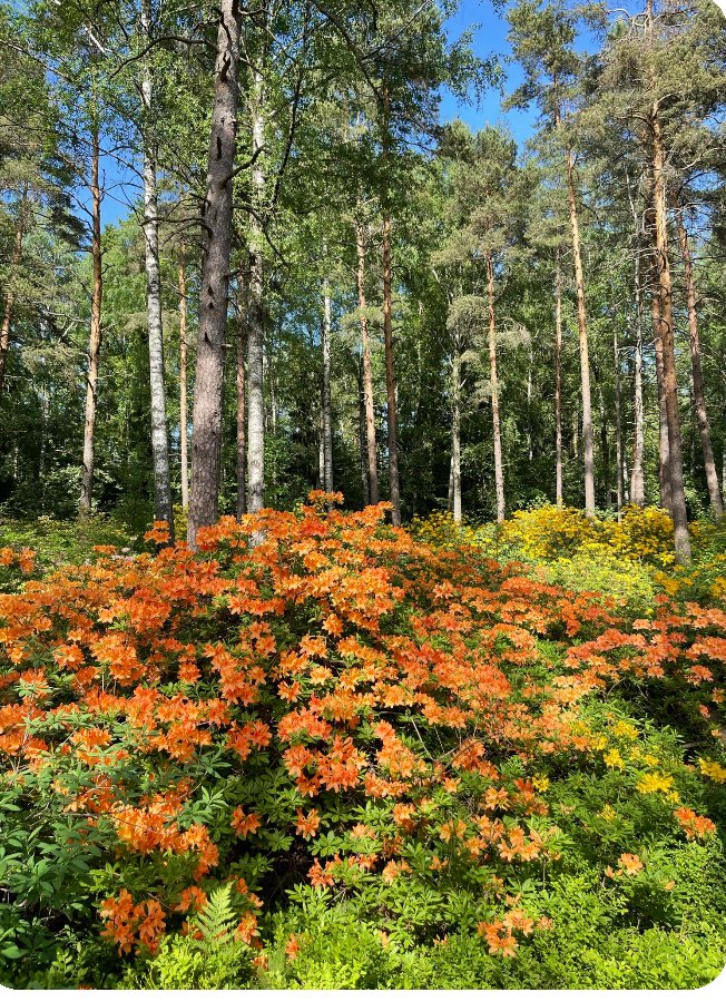 JobKalima's tweet photo. Rhodondendrons https://t.co/Jr9of3v3Qv