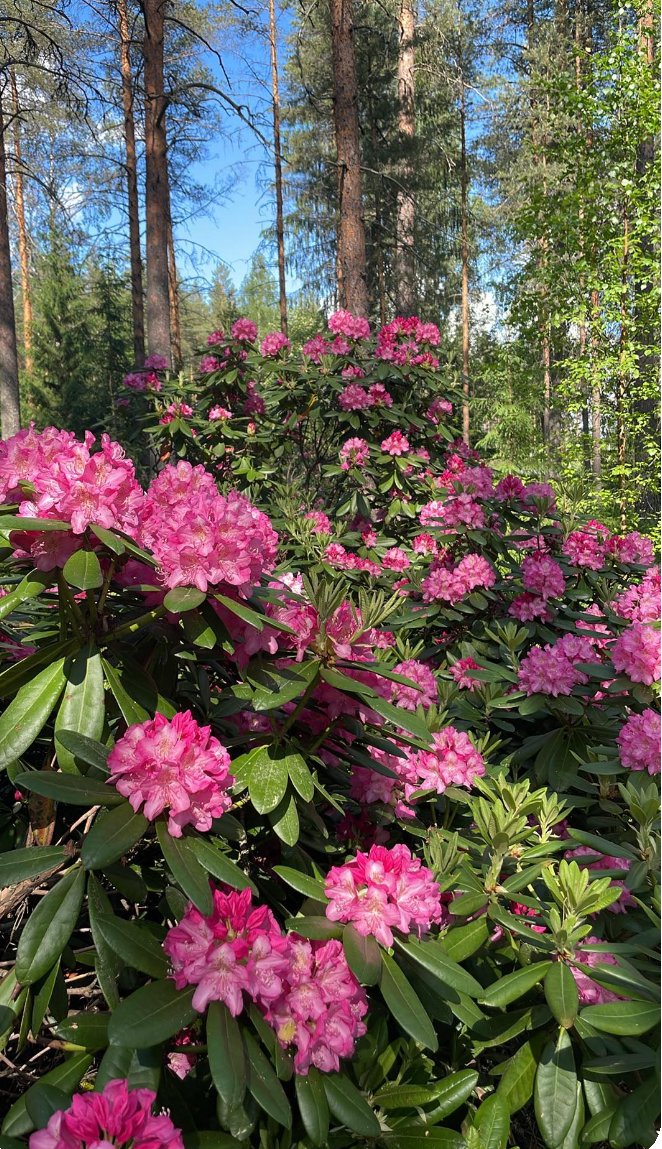 JobKalima's tweet photo. Colorful flowers https://t.co/VRhSDHhhQk