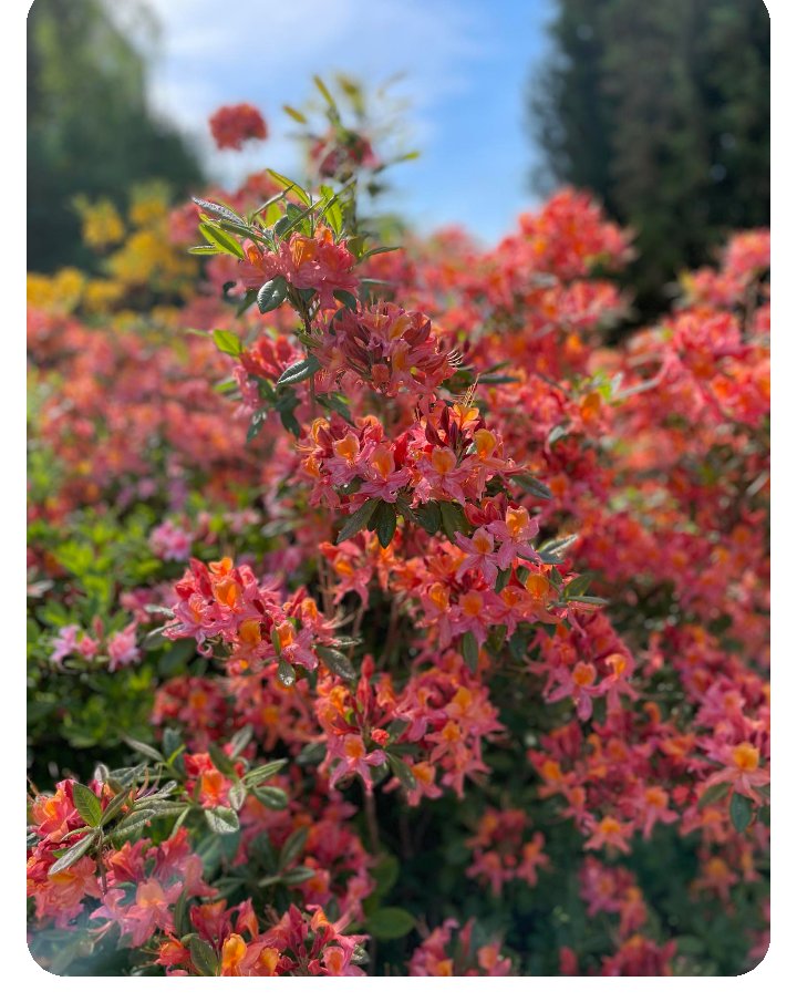 JobKalima's tweet photo. Rhodondendrons https://t.co/j3grJ6fHPm