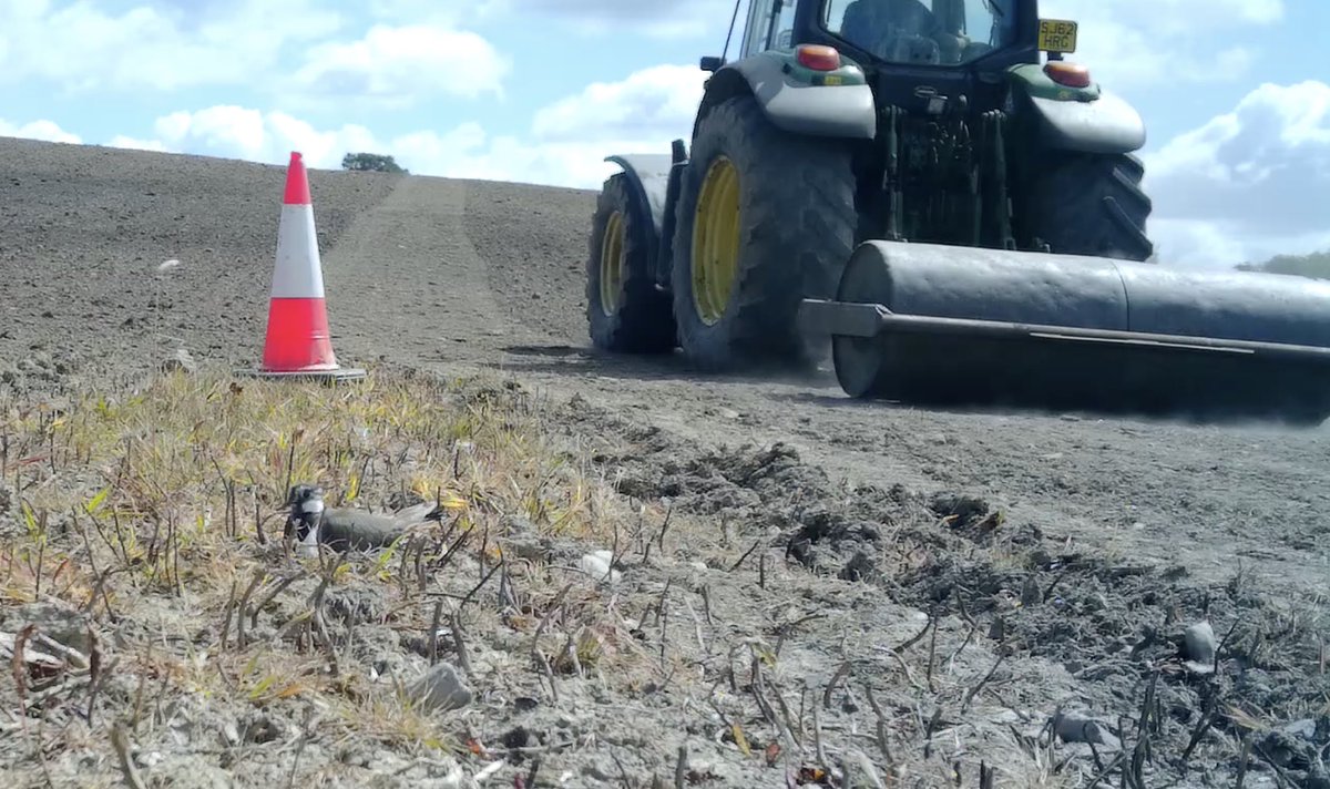 Six weeks ago, this farmer in Galloway didn’t know what lapwings were. Now he’s doing everything he can to protect their nests in a grass reseed - and he’s nagging his neighbours to do likewise. There’s no “quick fix” in wader conservation, but this feels like a small victory 💪