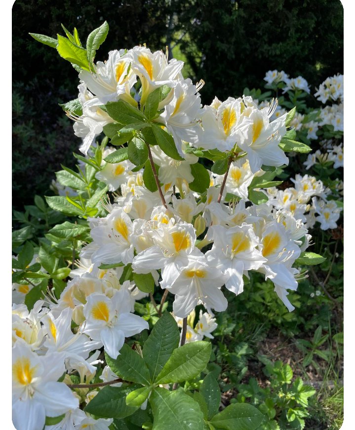 JobKalima's tweet photo. Rhodondendrons https://t.co/j3grJ6fHPm