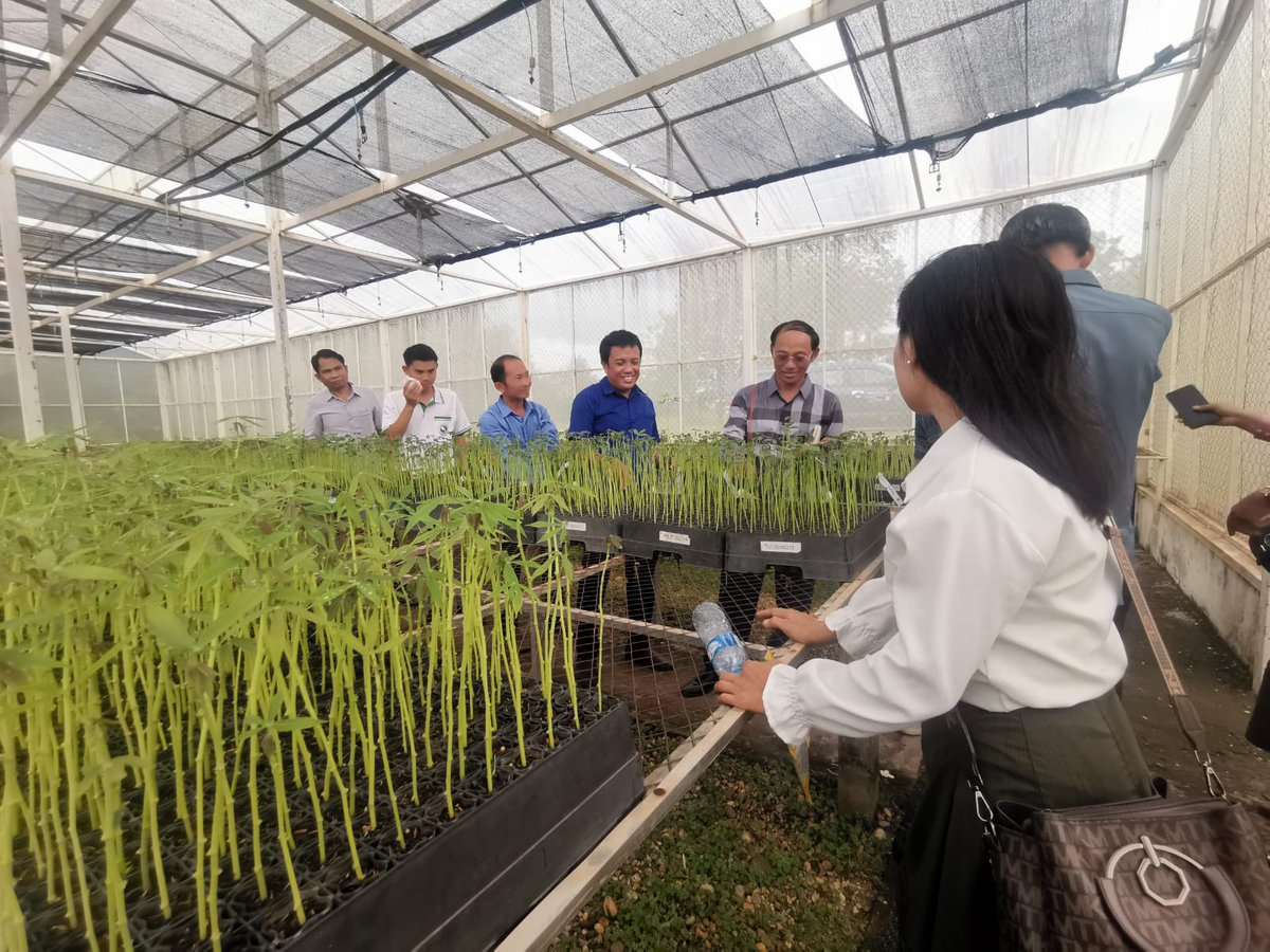 CassavaDiseaseSolutionsAsia tweet media