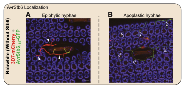 Alassimone et al. discover that the underlying mechanism of Stb6-mediated resistance to Septoria tritici blotch on wheat involves stomatal closure. 🌾🚪
Check out this month’s Editor’s Pick 📢: doi.org/10.1094/MPMI-1…
<a href="/AndreaSVallet/">Andrea SanchezVallet</a> <a href="/CBGP_Madrid/">CBGP</a>