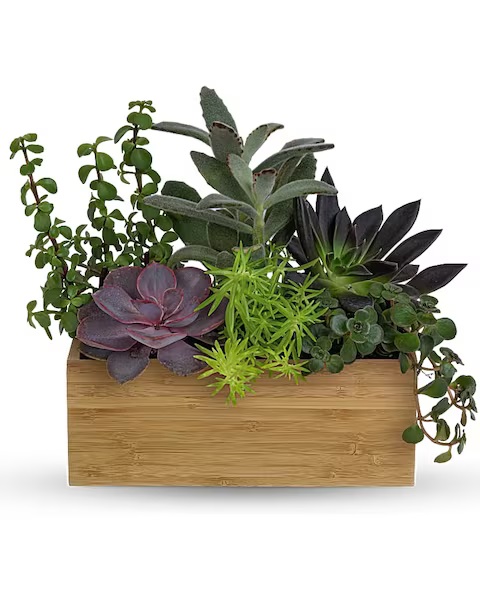 Stevesflowers's tweet image. Add a touch of nature to any space with our living assortment of succulent plants in a sleek bamboo tray.  "Grow Positive Garden" is perfect for making anyone's day!🌱

🌿 #Succulents #Floral #PlantDecor #Florist #StevesFlowers #Plants #Gifts #Flowers #FlowerShop #IndyFlorist