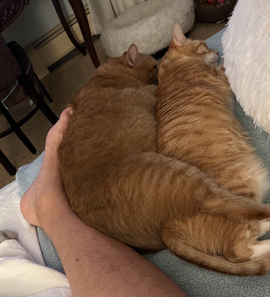 michaelscat's tweet photo. One of us is not like the others. 
#Brodie #Kris https://t.co/1c2mI2d3tB