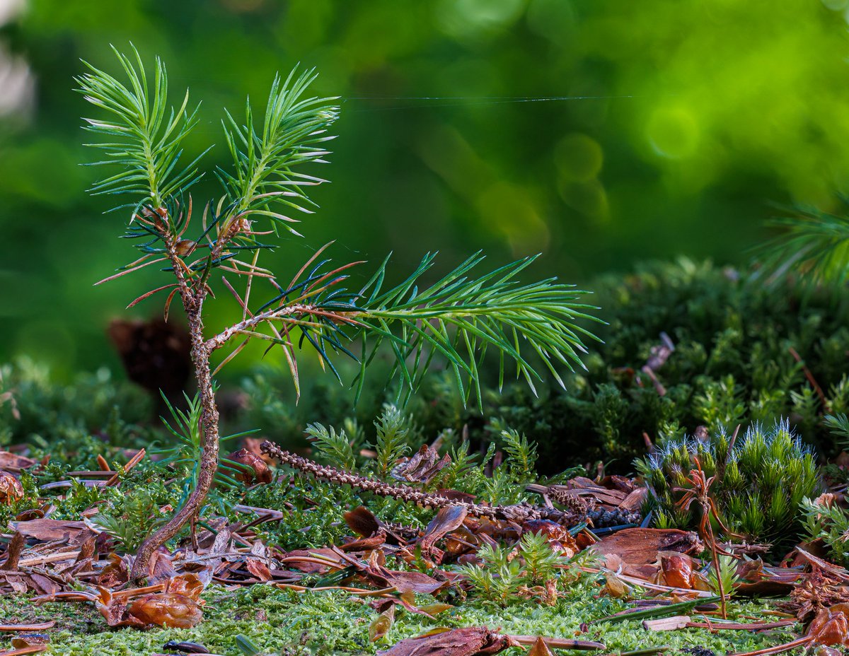 ChrisMBurgess's tweet photo. A mini world on a tree stump - taken @YorkshireWater Timble Ings https://t.co/uNRWKo9AuF