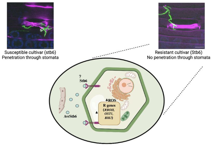 Read <a href="/manishbiotechi1/">Dr. Manish Tiwari</a> commentary on this article where he discusses the significance of these findings in the context of what we already know about this pathosystem.

doi.org/10.1094/MPMI-0…