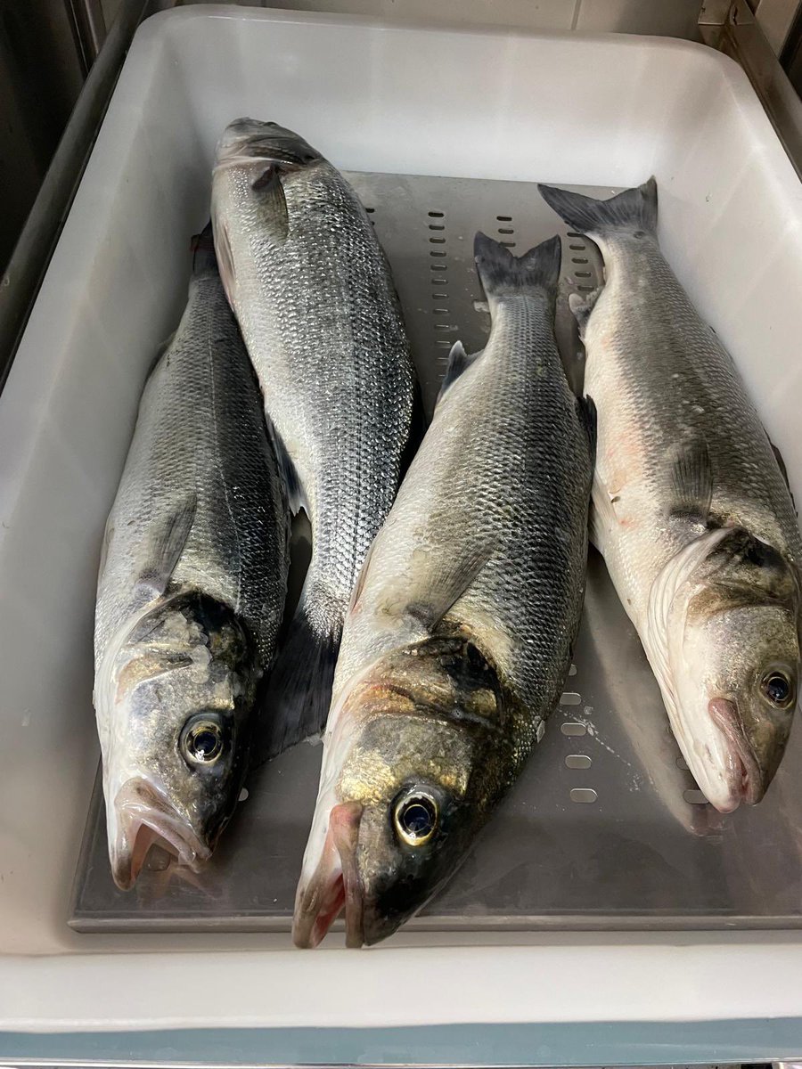 StartBayInn's tweet photo. Itโs that time of year ~ our #boat is back out on the water and fishing is a go ๐ฃโฃ
โฃ
We have #bass back on the specials board ๐โฃ
โฃ
#FreshFish #SpecialsBoard #Specials #FreshSeafood #SeaToPlate #OurBoat #OwnPots #OurFishermen #Pub #ThatchedPub #PubFood #DogFriendlyPub https://t.co/5Lqb90Cu5f