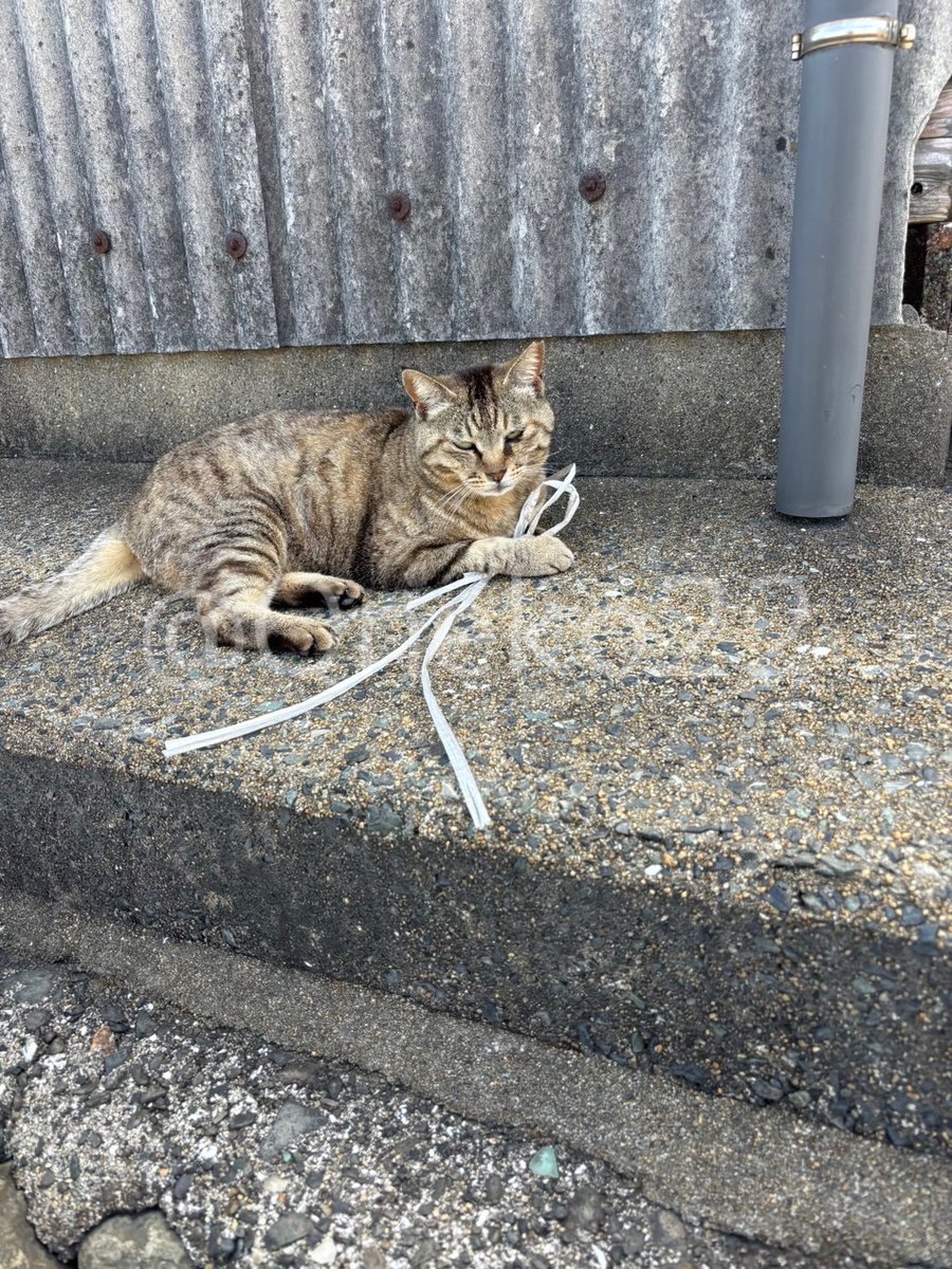 Qneko22's tweet photo. 6/1に第1回相島新歓を行いました🎉
今年度は入部者も多く、賑やかな新歓となりました。こちらは部員の皆さんが撮ってくれた写真です📸 Instagramには別の写真を掲載しているのでそちらもご覧ください🐈

#九州大学ねこ部 #九大ねこ部 #ねこのいる生活 #ねこ #相島 #相島の猫 https://t.co/KheiOJbWjQ