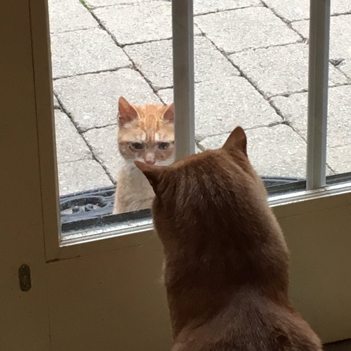 michaelscat's tweet photo. @Catshealdeprsn A picture is worth 1,000 words. https://t.co/CxO8eNOmhU