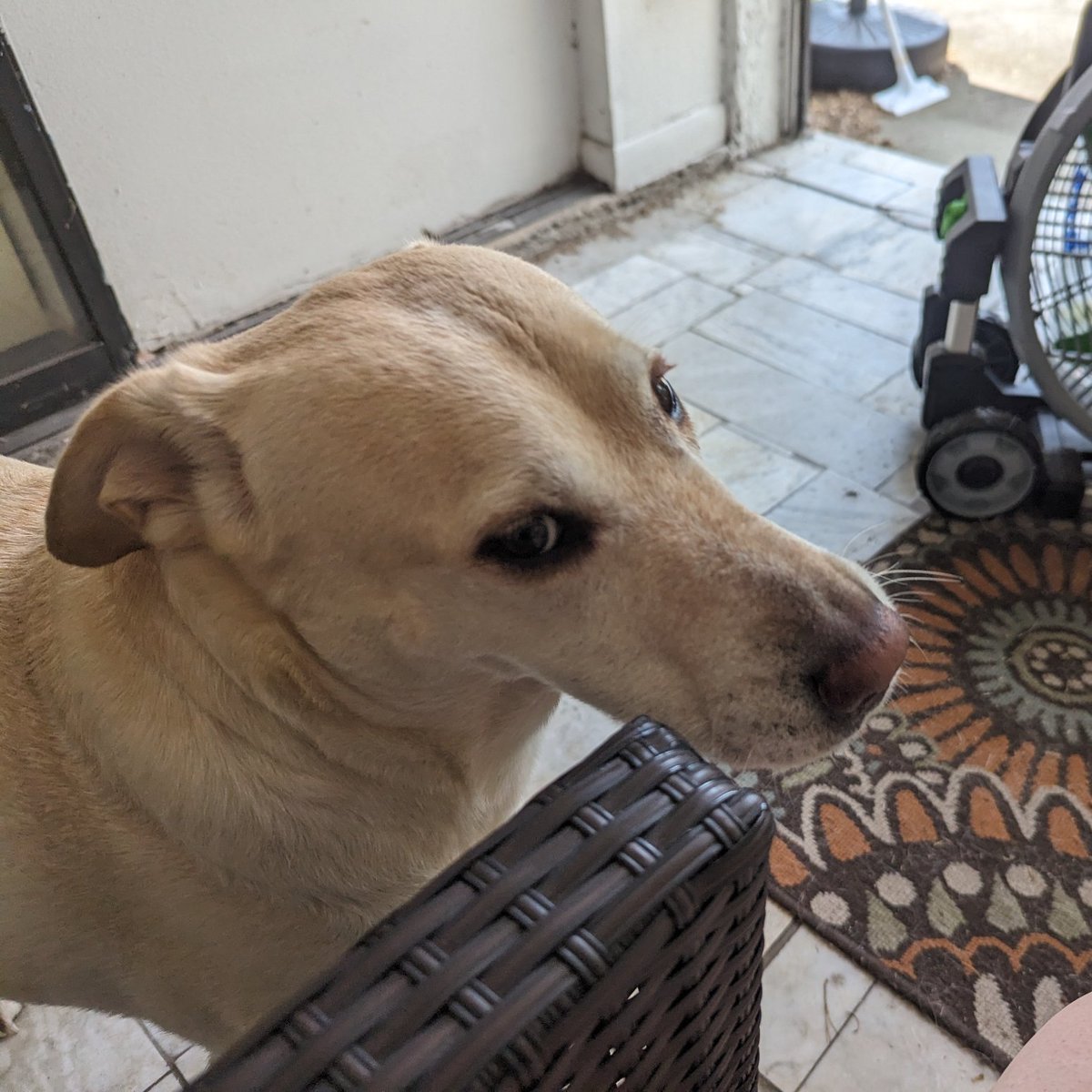 DogsRAngels1's tweet photo. I understand it's Monday. I don't care for Monday. #dogsofx #moreweekend https://t.co/hHQPE3Gi5x
