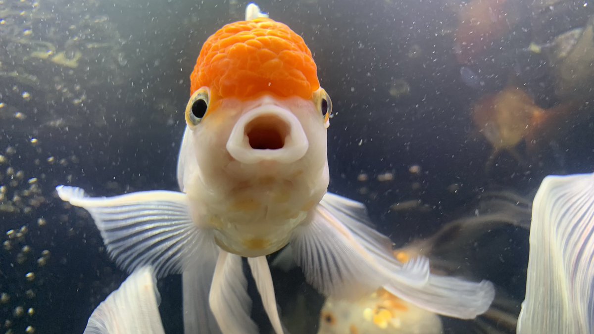 goldfish184's tweet photo. 皆さん！ちょっと金魚のポスト少ないんじゃない？

皆さんの金魚ポスト待ってるよー！ https://t.co/a8NKCHz22A