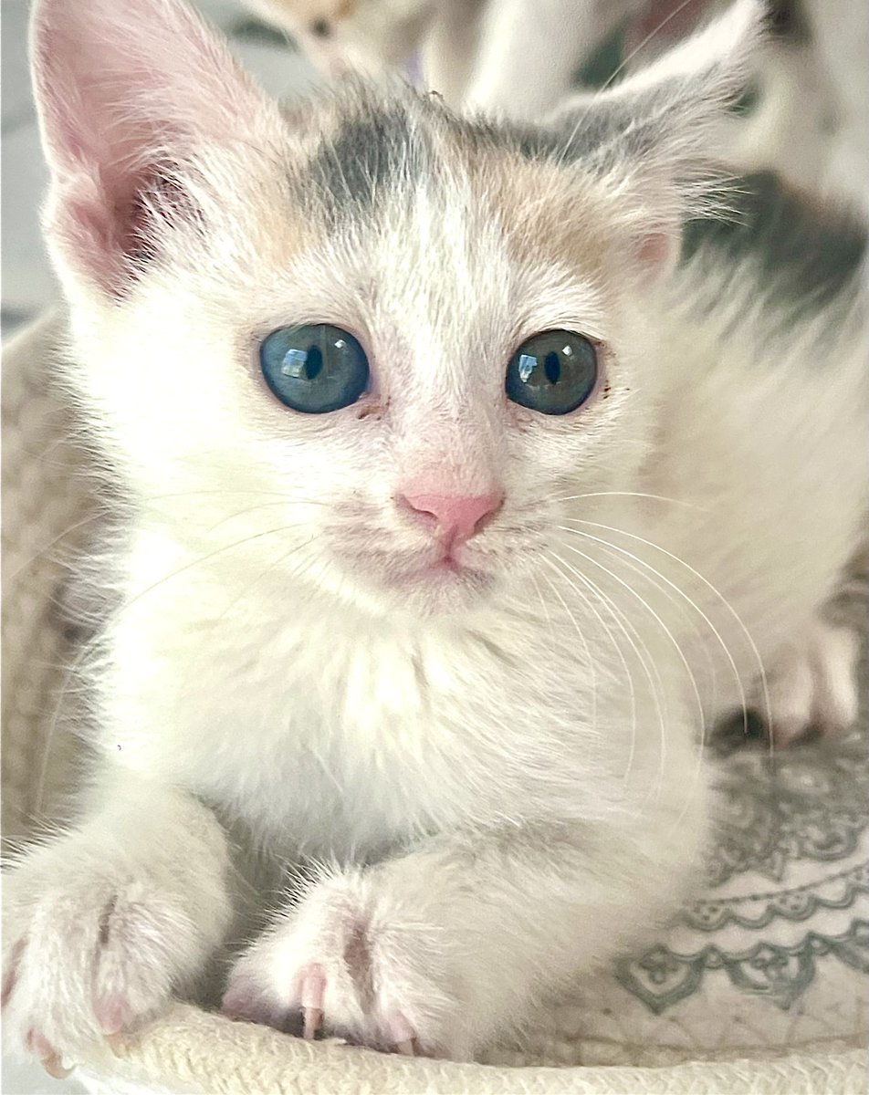 mody_alh's tweet photo. @RiyadhCats 

قطط صغيره للتبني/ kitten for adoption

قطط صغيره بصحه جيده /heathy kitten 
العمر ثلاث اشهر  /. Three  month old
حي الملك سلمان /King Salman Neighborhood https://t.co/X6oKcGqXTH