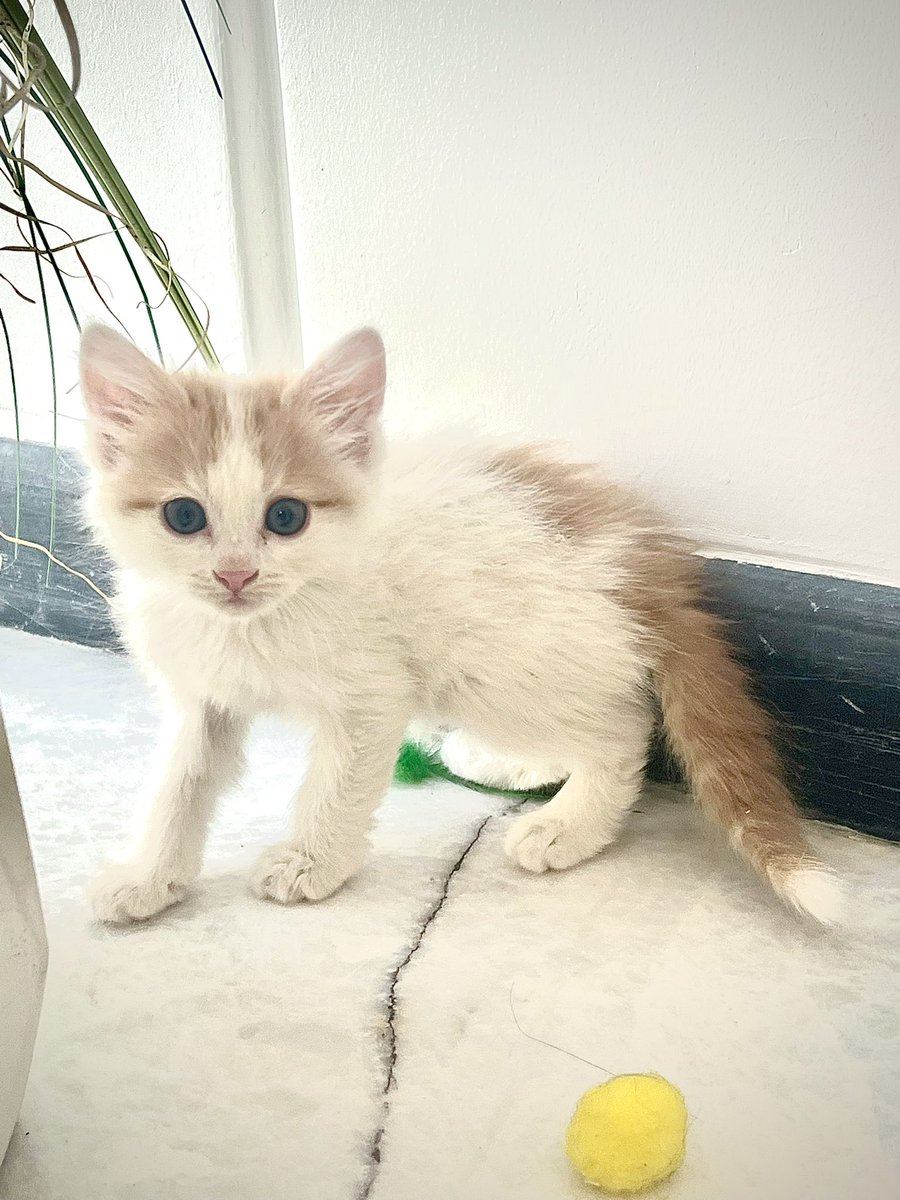 mody_alh's tweet photo. @RiyadhCats 

قطط صغيره للتبني/ kitten for adoption

قطط صغيره بصحه جيده /heathy kitten 
العمر ثلاث اشهر  /. Three  month old
حي الملك سلمان /King Salman Neighborhood https://t.co/X6oKcGqXTH