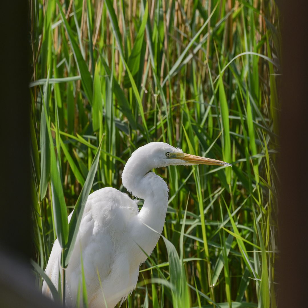 CBluescapes's tweet photo. Why are reedbeds important?
πΎ Natural solution to flooding
π¦ Remove pollutants from water
π¦ Boost biodiversity
π Refuge for fish and wildlife
We're creating new reedbeds on #BarnesCommon. Drop-in session on:
π
Sat 6 July
π§ 11am - 3pm
π Maisie's Meadow at Barnes Common https://t.co/tNeHdy7yaB
