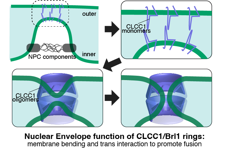 timlevine1's tweet photo. 3/3 A major feature of these rings is that they deform the membrane into the lumen. Two opposing rings on inner and outer nuclear envelopes might lead to fusion, forming a pore that then opens to accommodate the NPC.

Congratulations to @alymathiowetz &amp; the whole team. https://t.co/AdK9AmzSB4