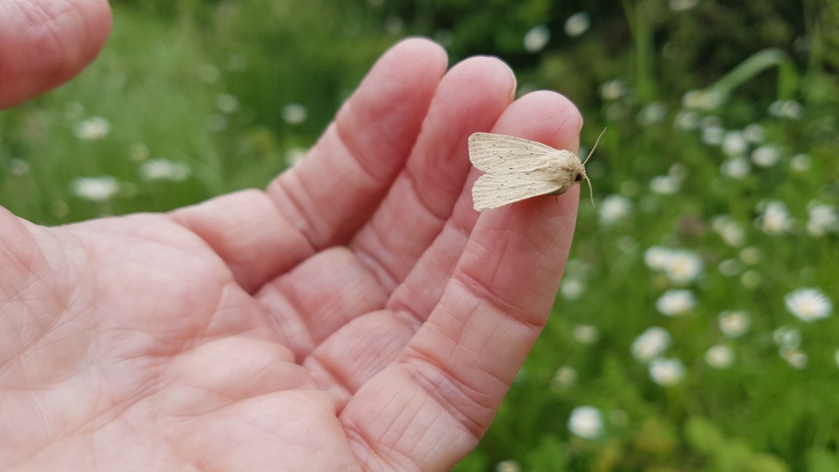 SusannahOBC's tweet photo. A great walk at Weldon Woodland Park yesterday, with the moth traps a great hit. 13 Concolorous (one of our rare moths) in one trap was a real highlight. The sun appeared at the end, just in time for spotting another rarity, the Liquorice Piercer @savebutterflies @RForestVision https://t.co/QuMOpzbpNW
