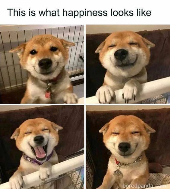 WholesomeMeme's tweet photo. https://t.co/psgOrOiJgf