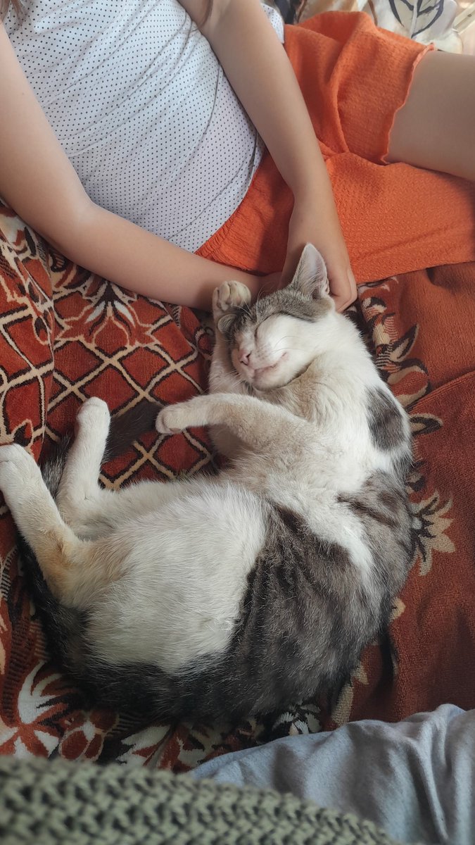 minawonz's tweet photo. Cat is so cute, I almost forgot that I'm a mentally ill teenager https://t.co/G9hEPbti2b